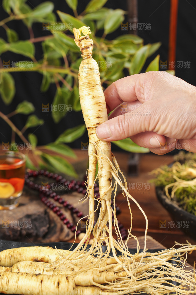 手拿人参