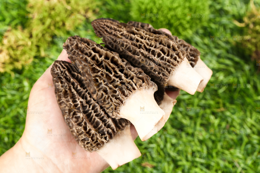 手拿羊肚菌