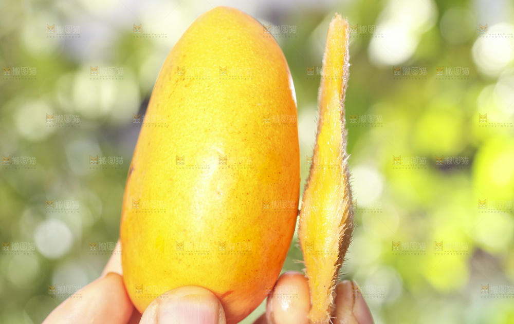手拿小台芒果核
