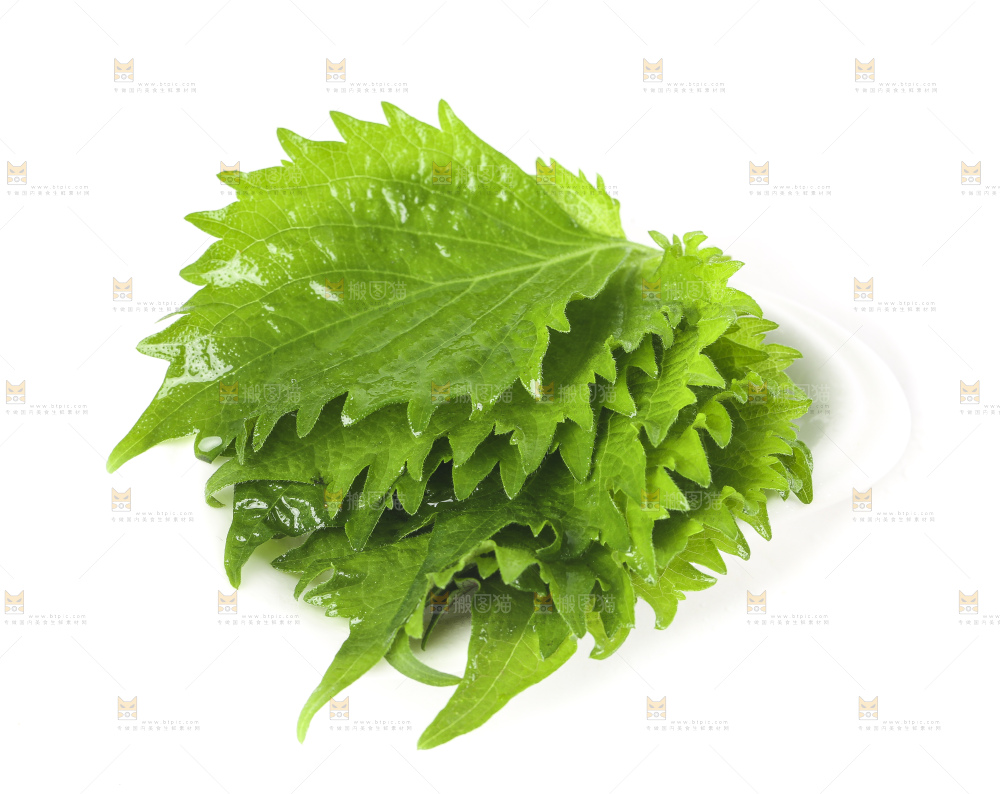 白底上的绿紫苏叶