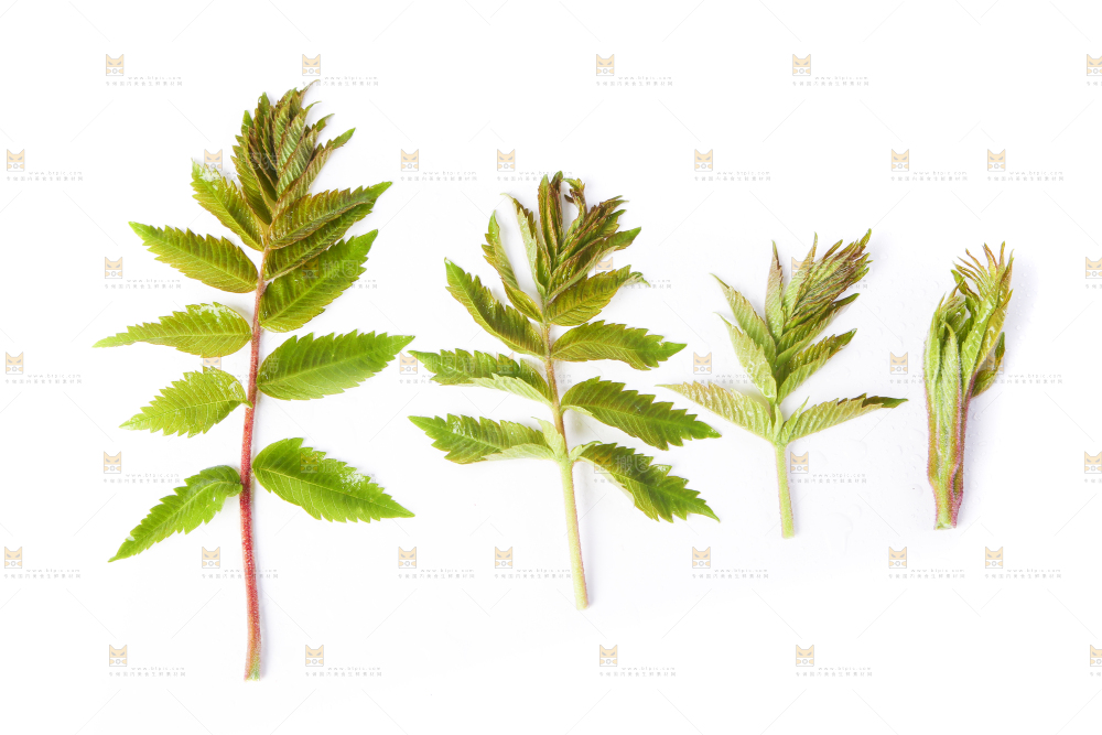 白底上放着新鲜香椿芽
