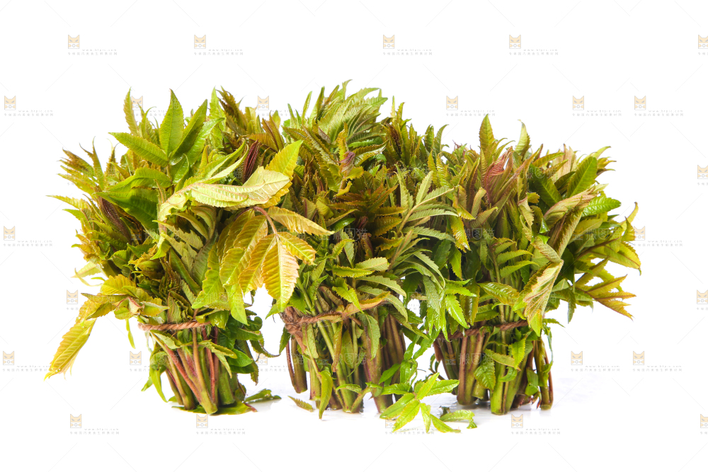 白底上放着野生香椿芽