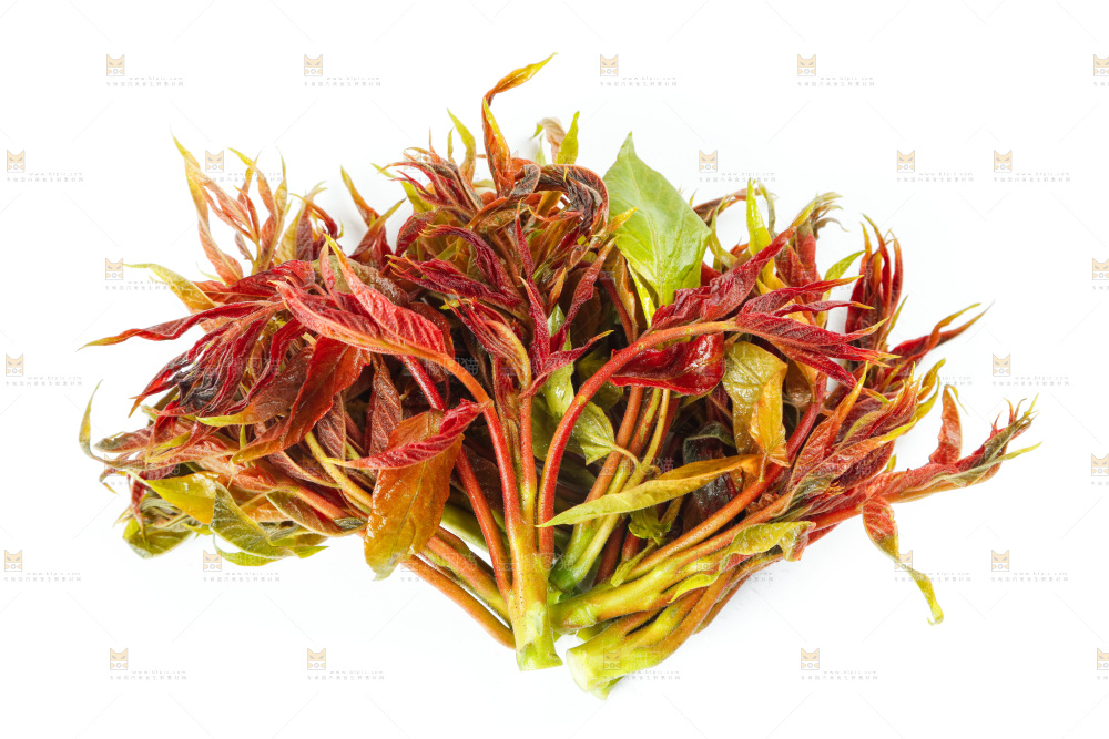 白底上的野生香椿芽