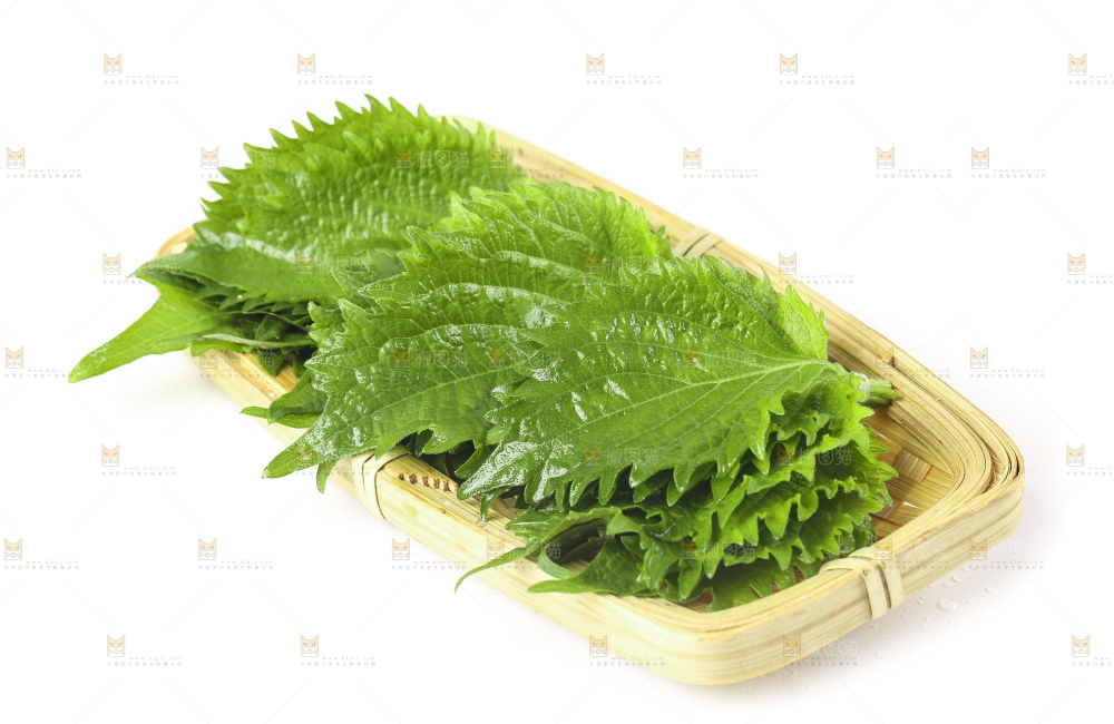 一盘绿紫苏叶放在白底上