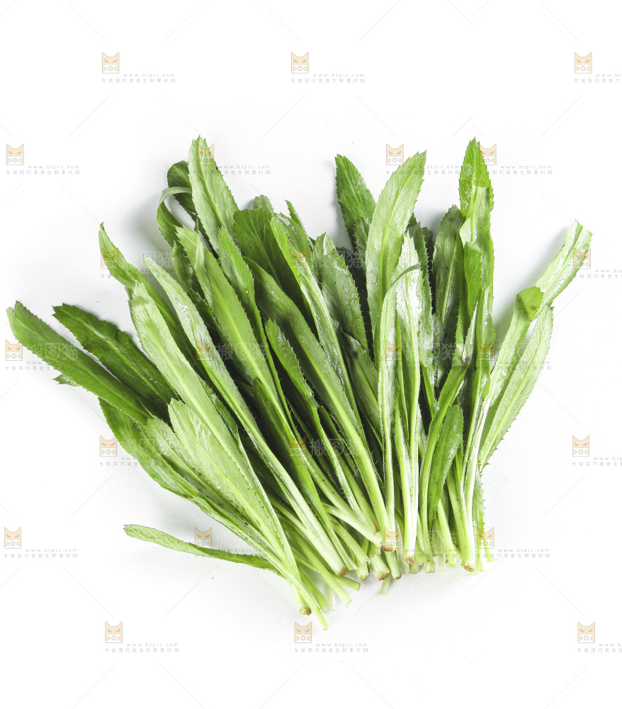 白底上的云南新鲜大香菜