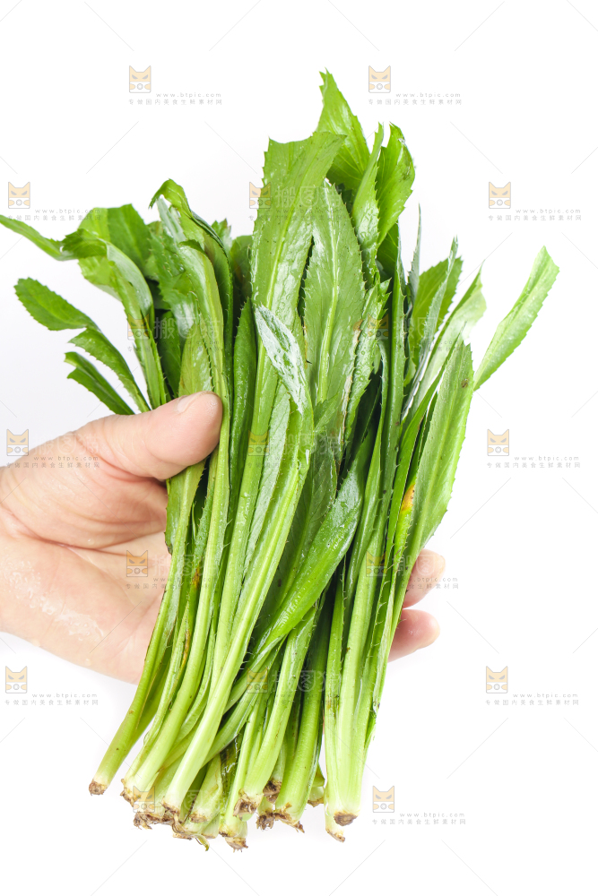 手拿云南大香菜