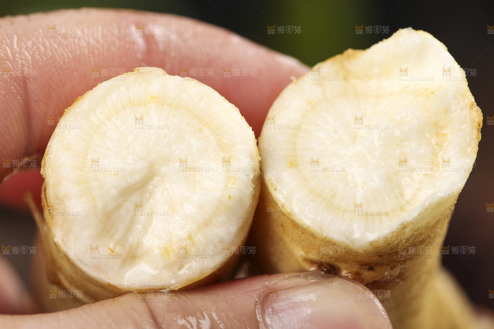 手拿切开的人参