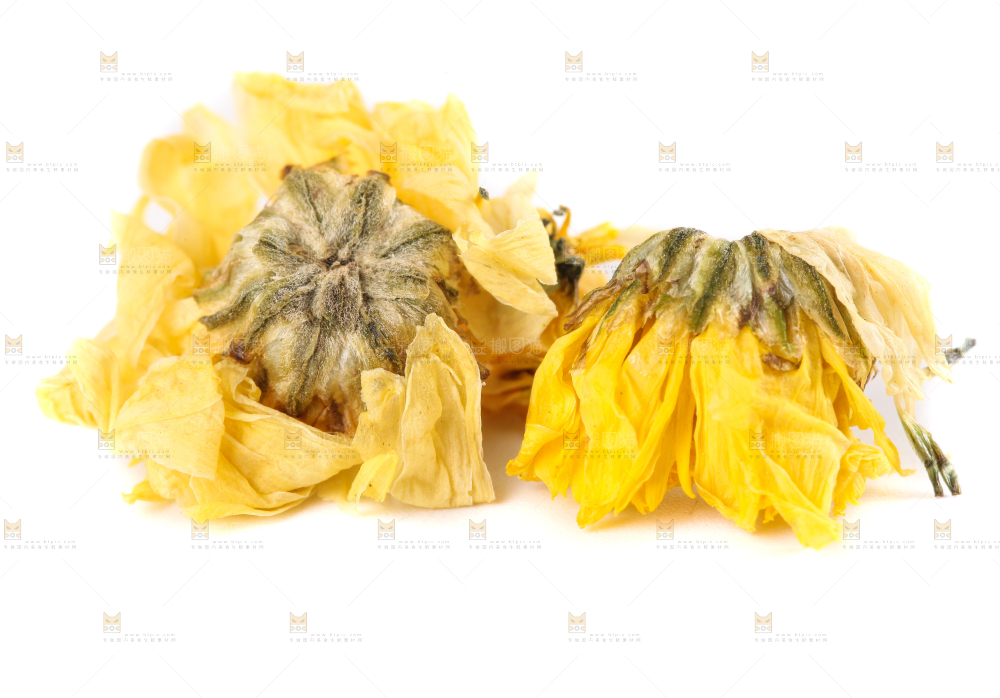 白底上的干菊花