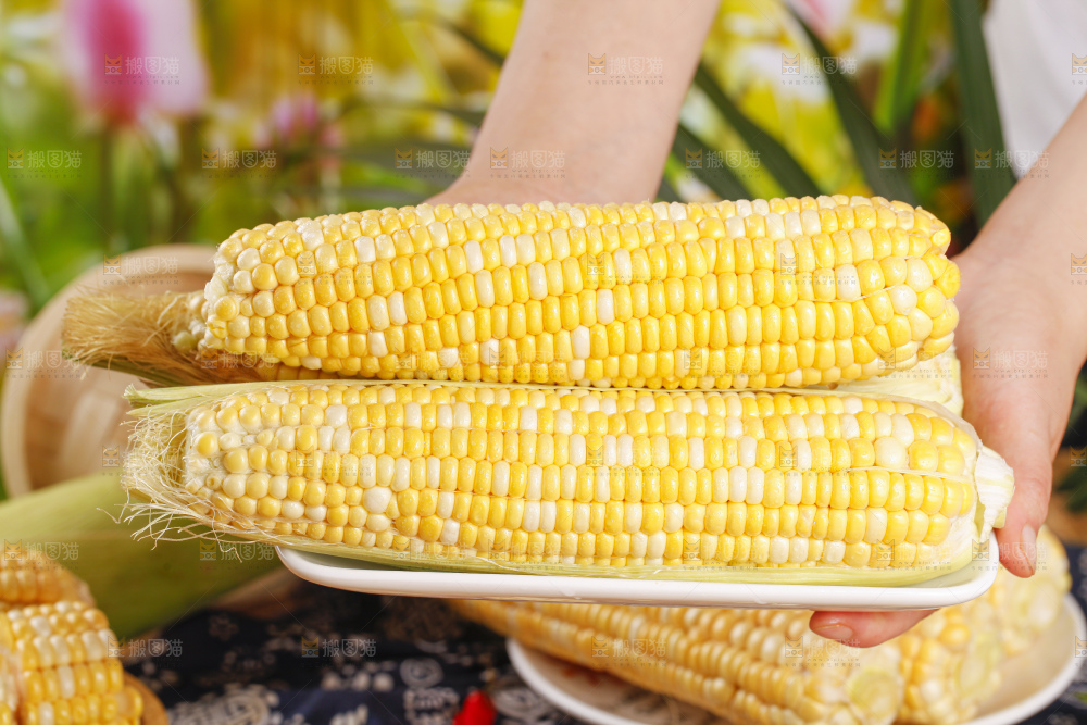 手里拿着水果玉米