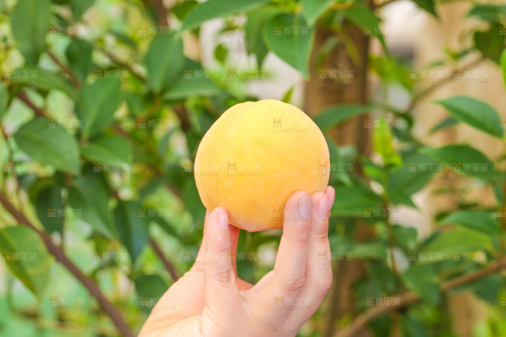 手里拿着黄肉水蜜桃