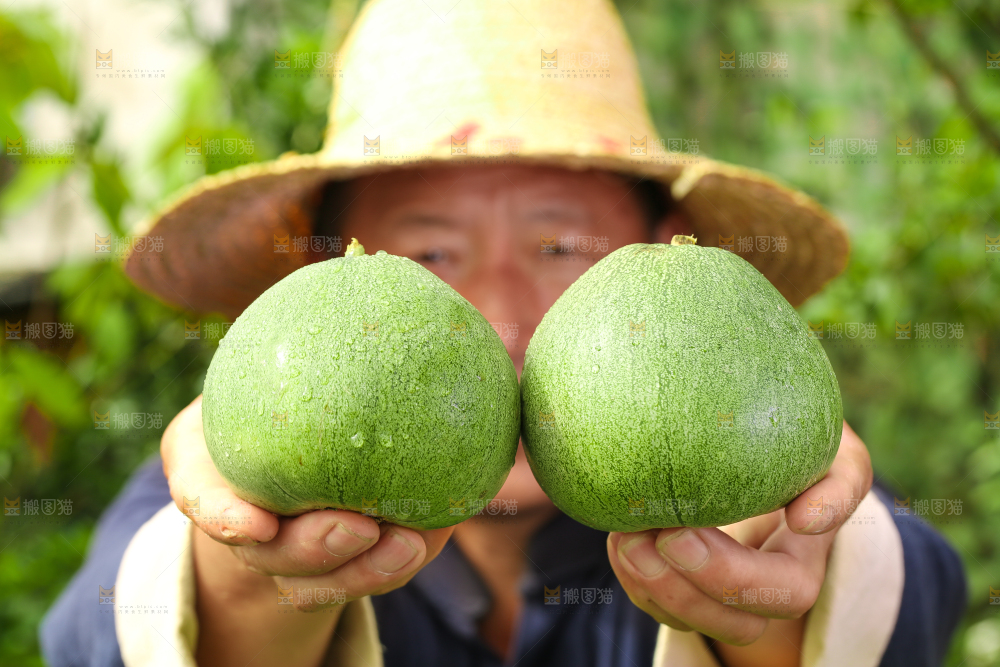 手上拿着绿宝甜瓜