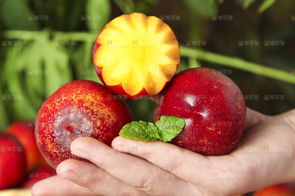 手里拿着山东黄肉油桃