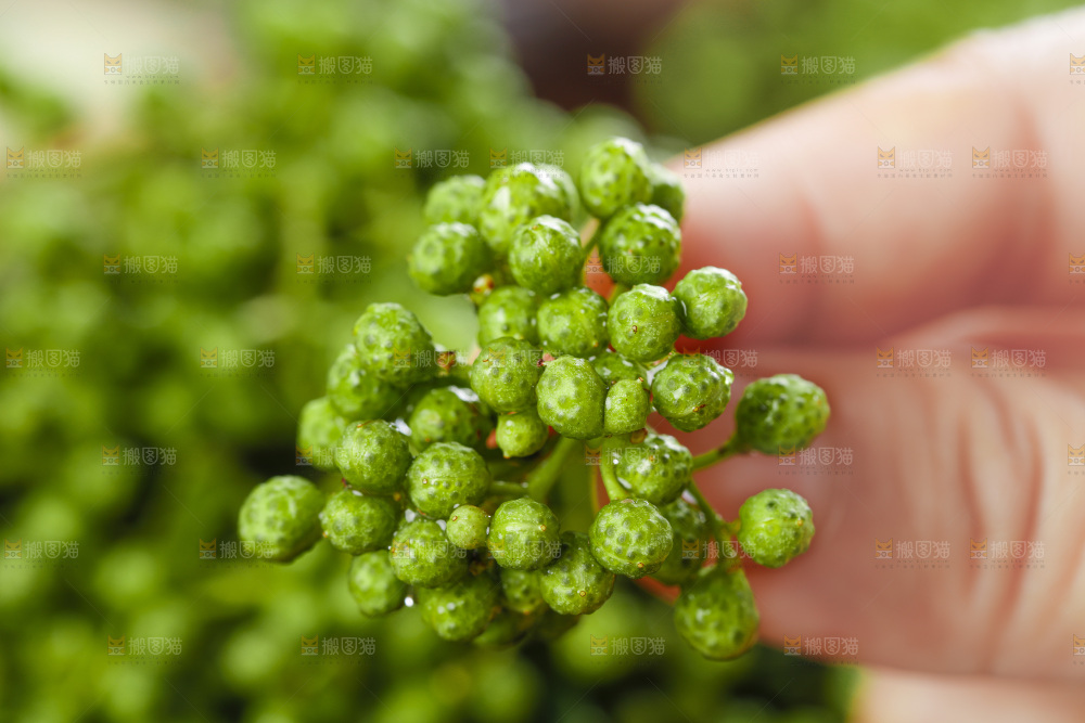手里拿着青花椒
