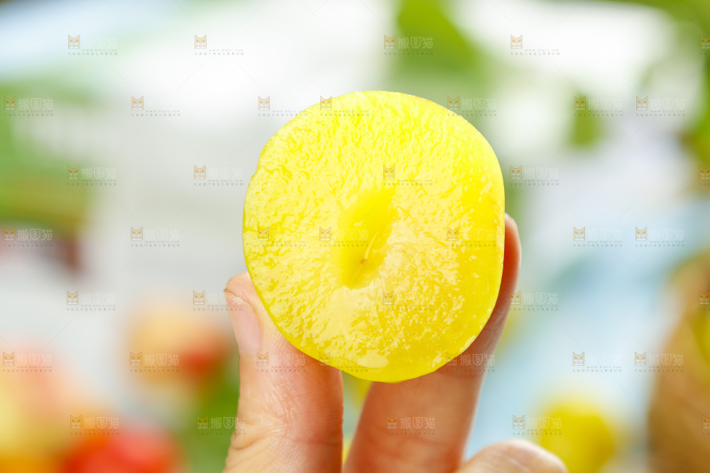 手里拿着九峰山黄金奈李