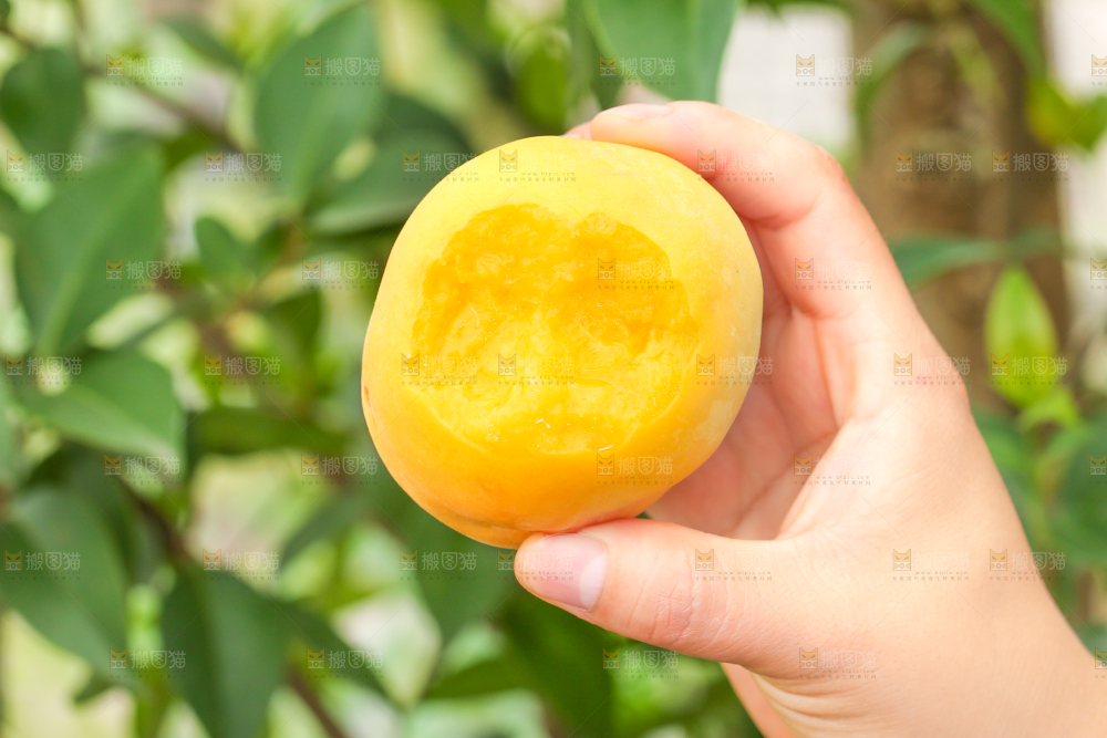 手里拿着黄肉水蜜桃