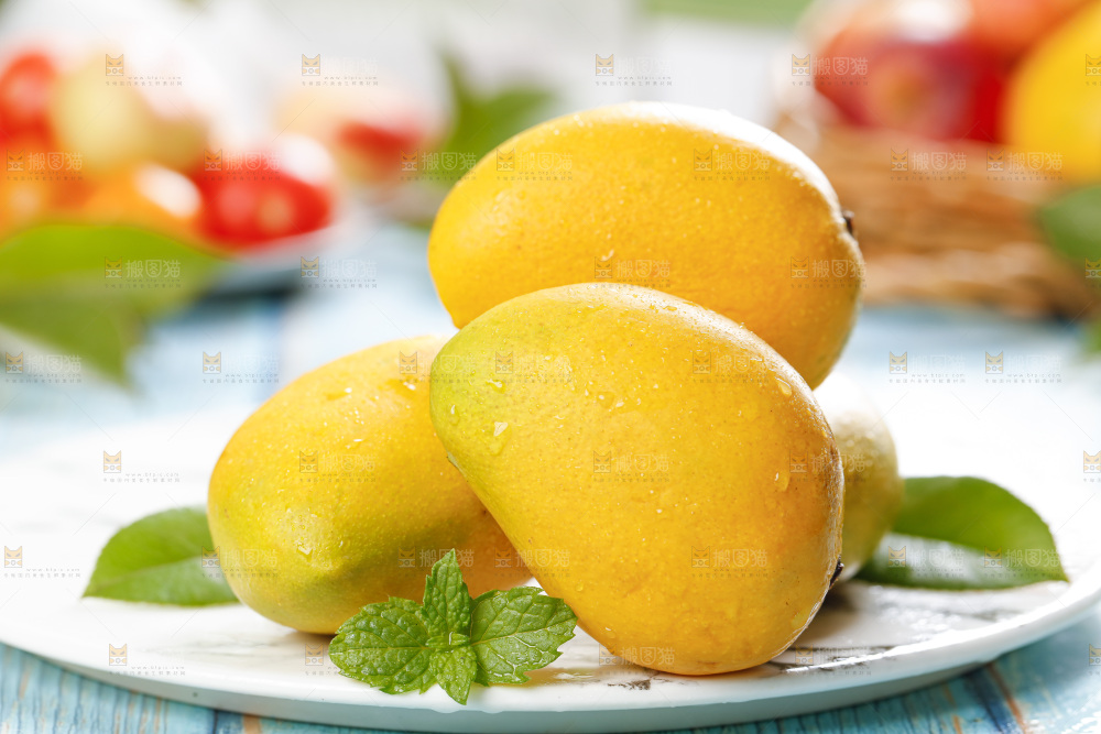 石板上的海南小台芒