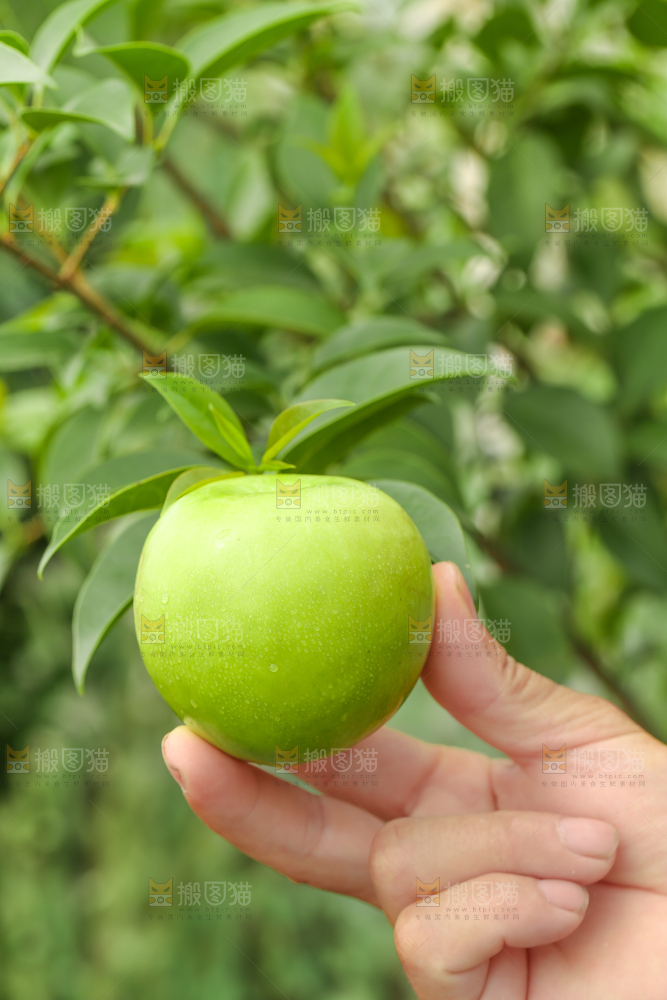 手里拿着新鲜苹果