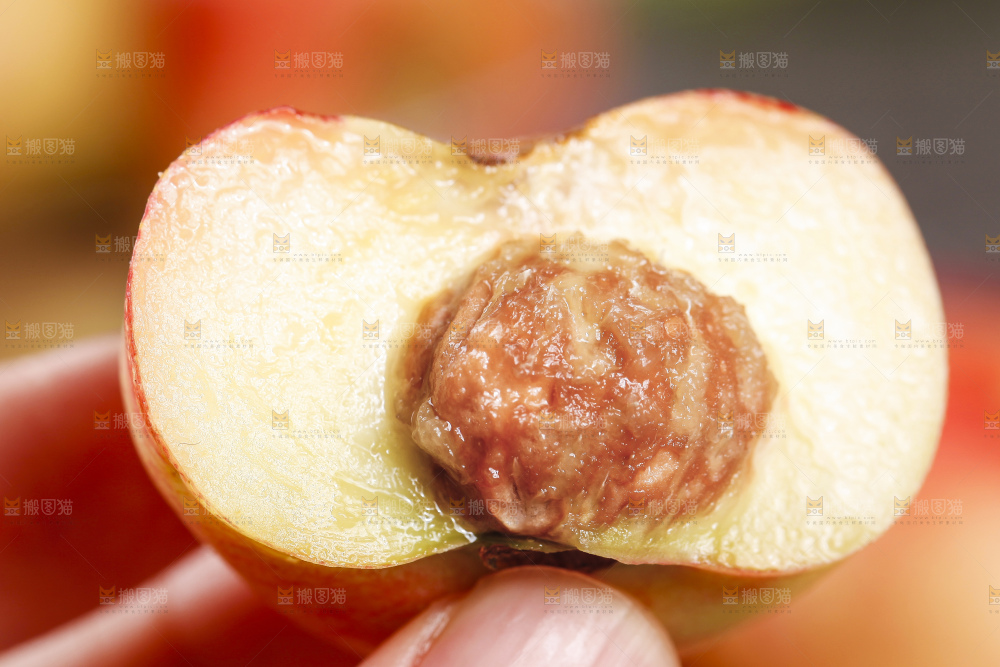 手里拿着新鲜油蟠桃
