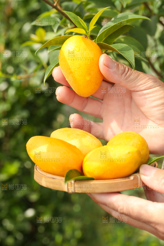 手里拿着小香芒