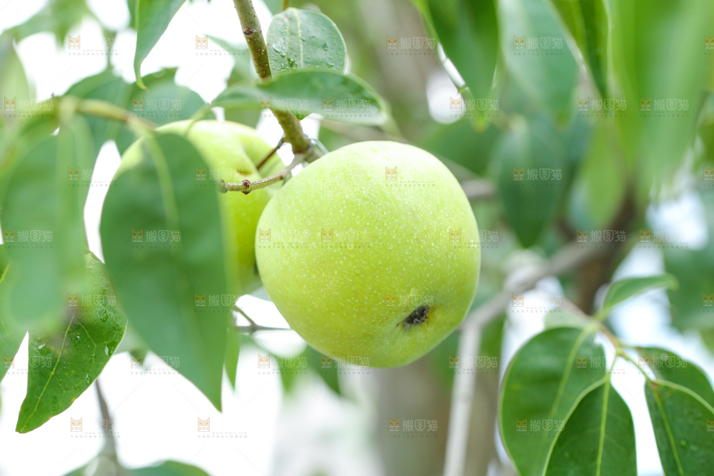 树枝上的青苹果