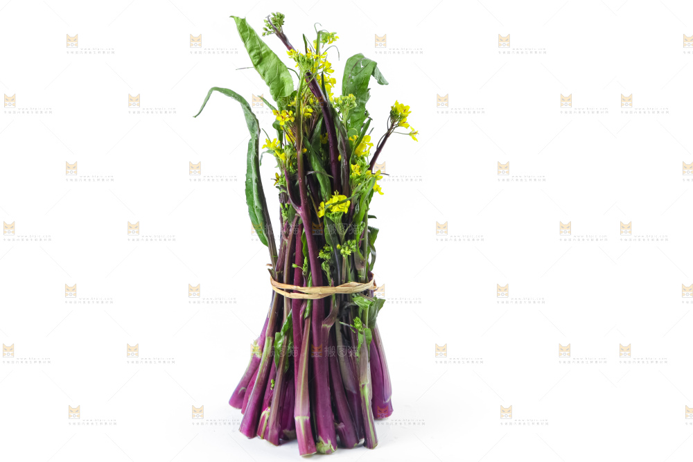 白底上的紫菜苔