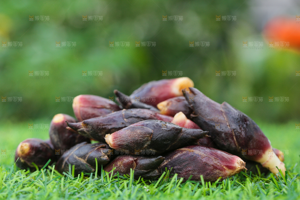 绿草地上摆放着野生阳荷