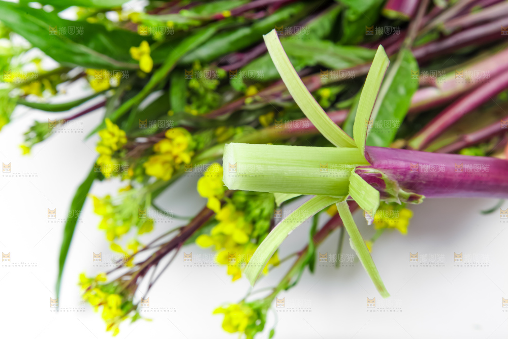 白底上的紫菜苔