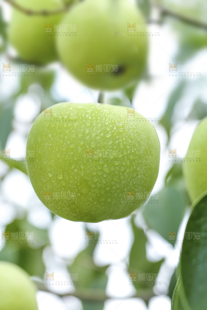 树枝上的青苹果