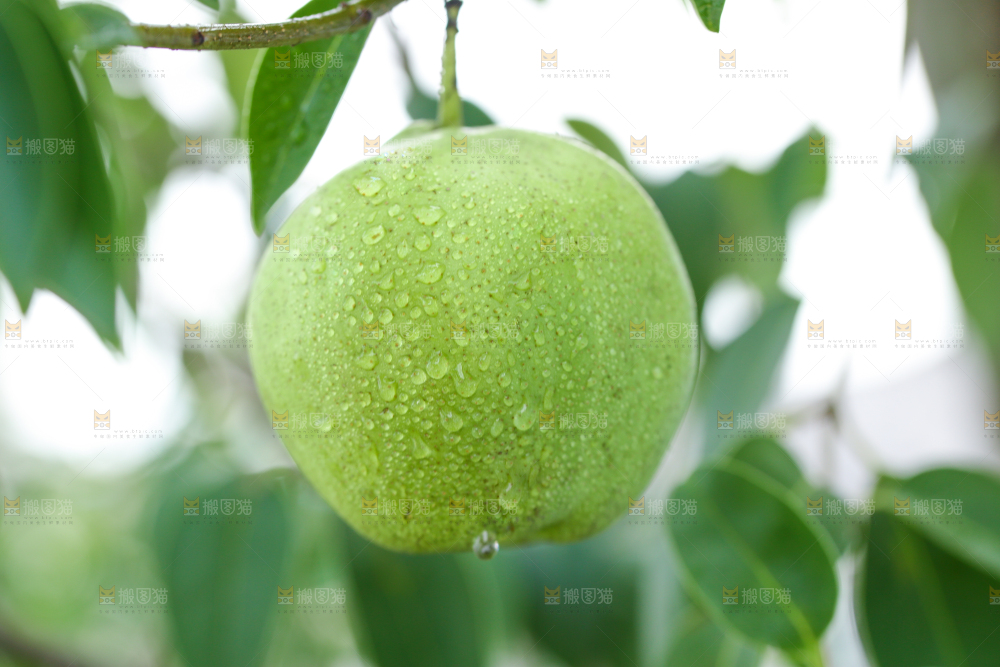 树枝上的青苹果