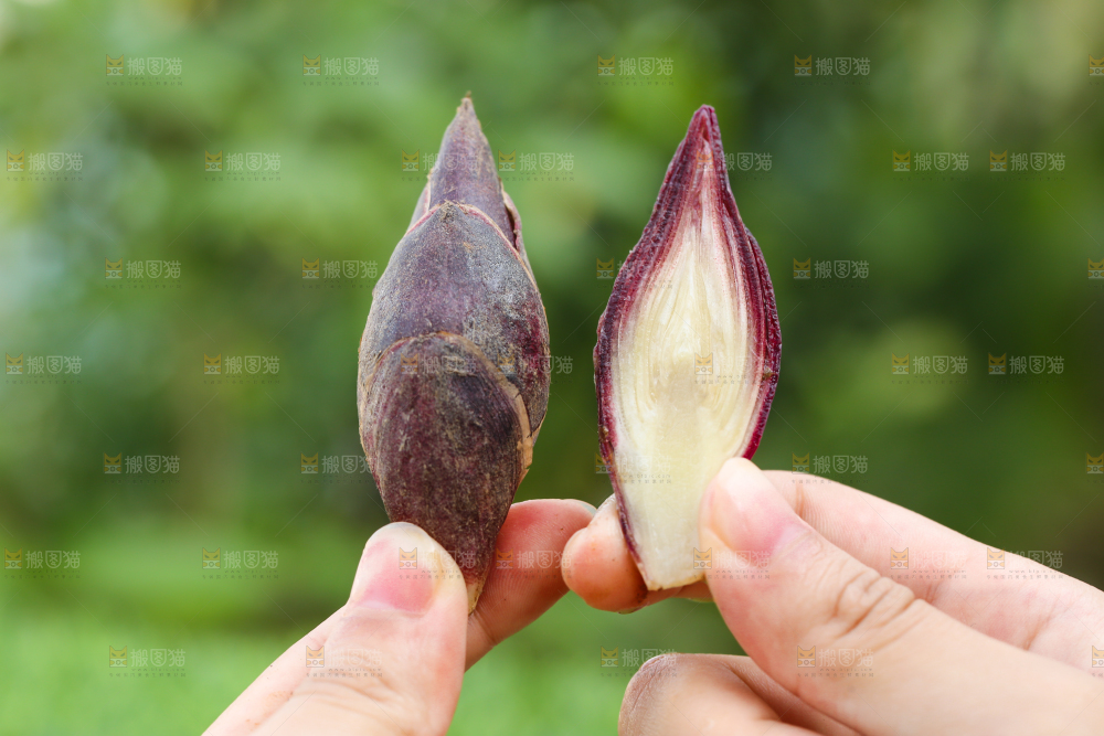 手里拿着新鲜阳荷姜