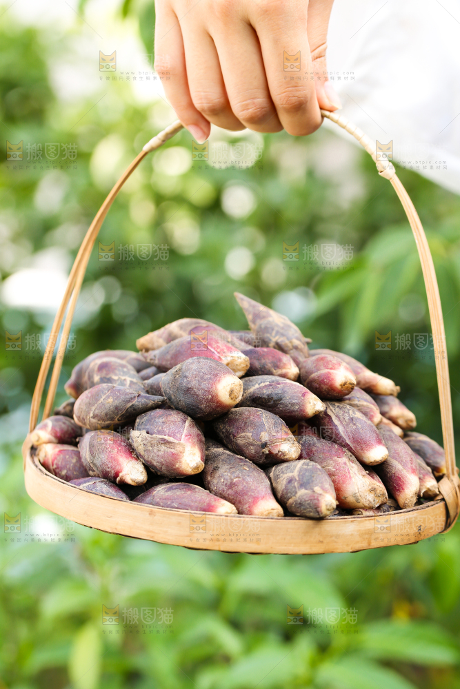 手里提着一篮野生阳荷