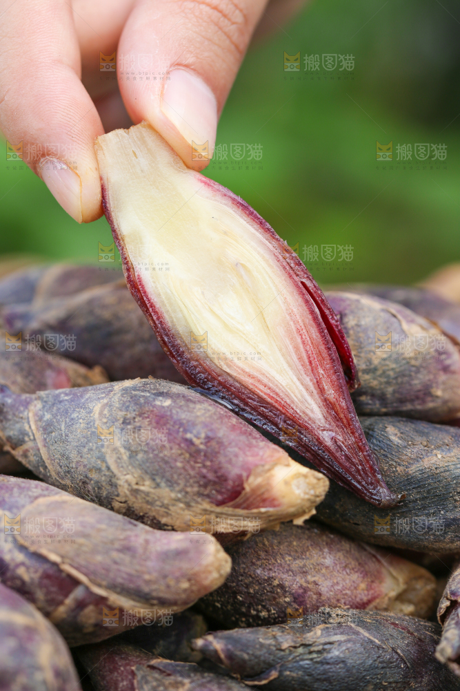 手里拿着阳荷姜