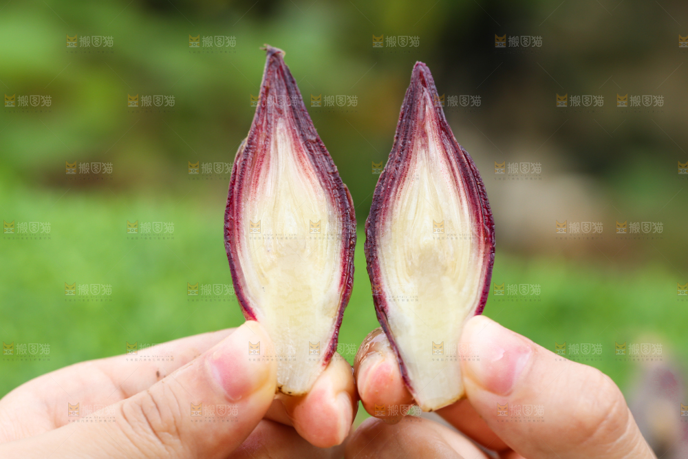 手里拿着新鲜阳荷姜