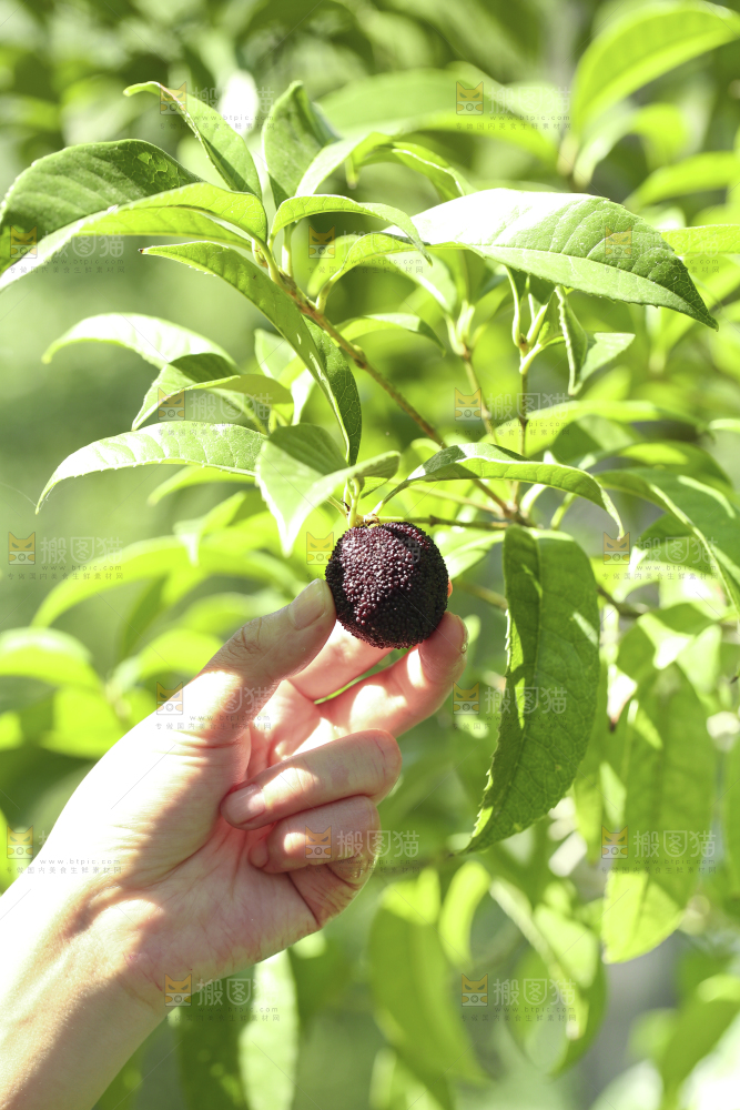 手里拿着杨梅