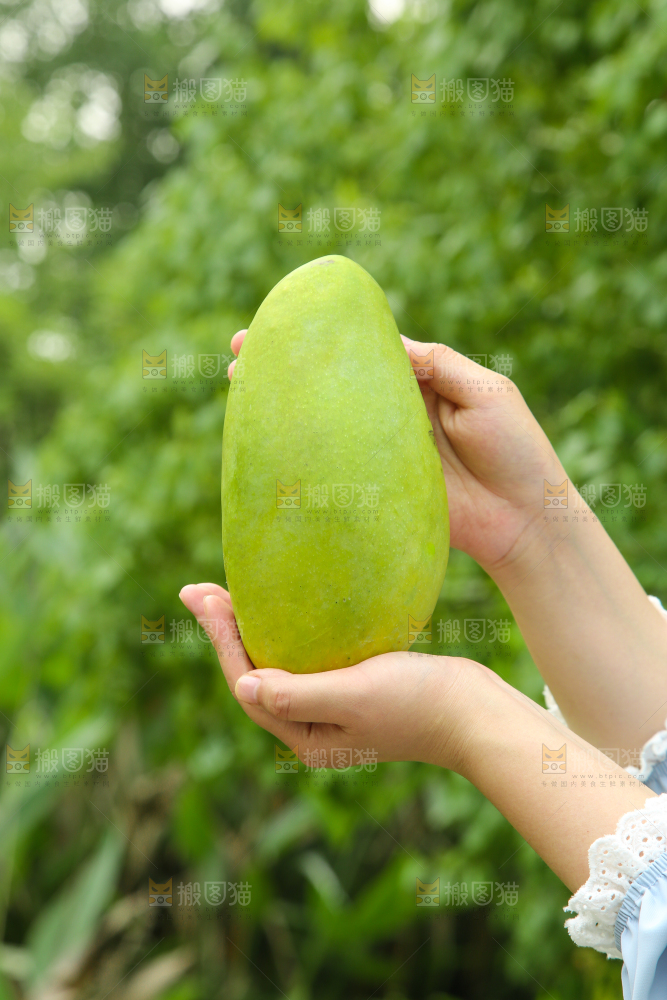 手里拿着大青芒