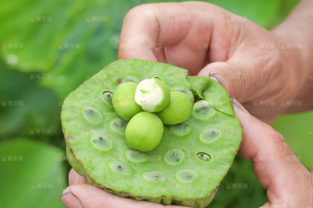手里拿着莲子