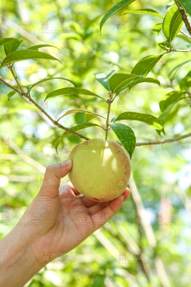 手里拿着蜜桃