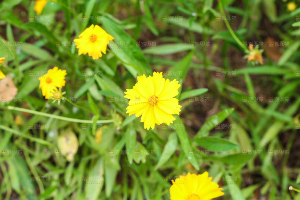 绿植上盛开的小黄花