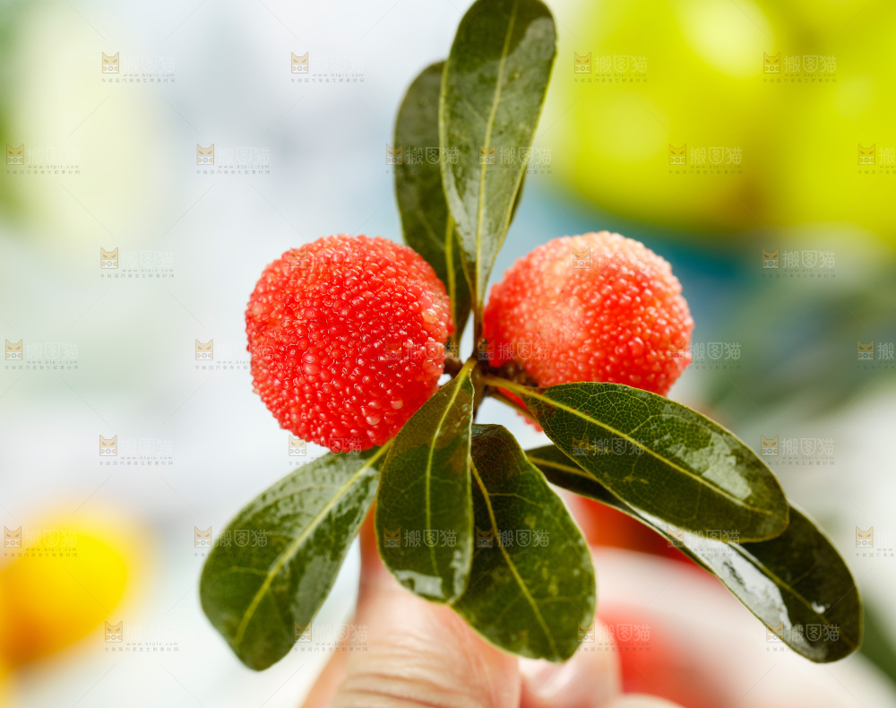 手里拿着杨梅