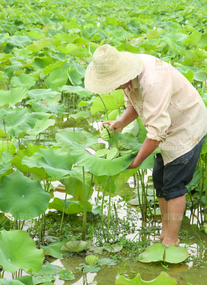农民正在采摘莲蓬