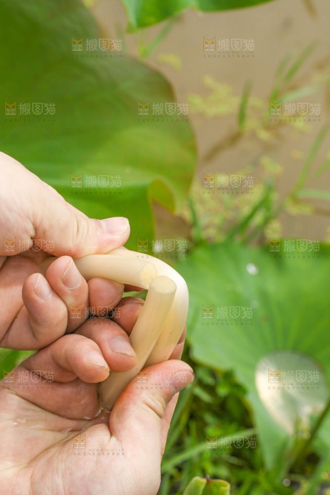 手里拿着新鲜藕带