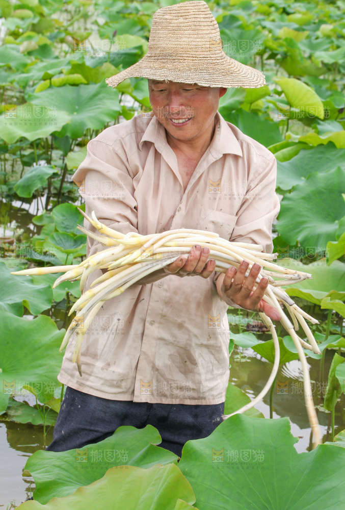 农民正在采摘藕带