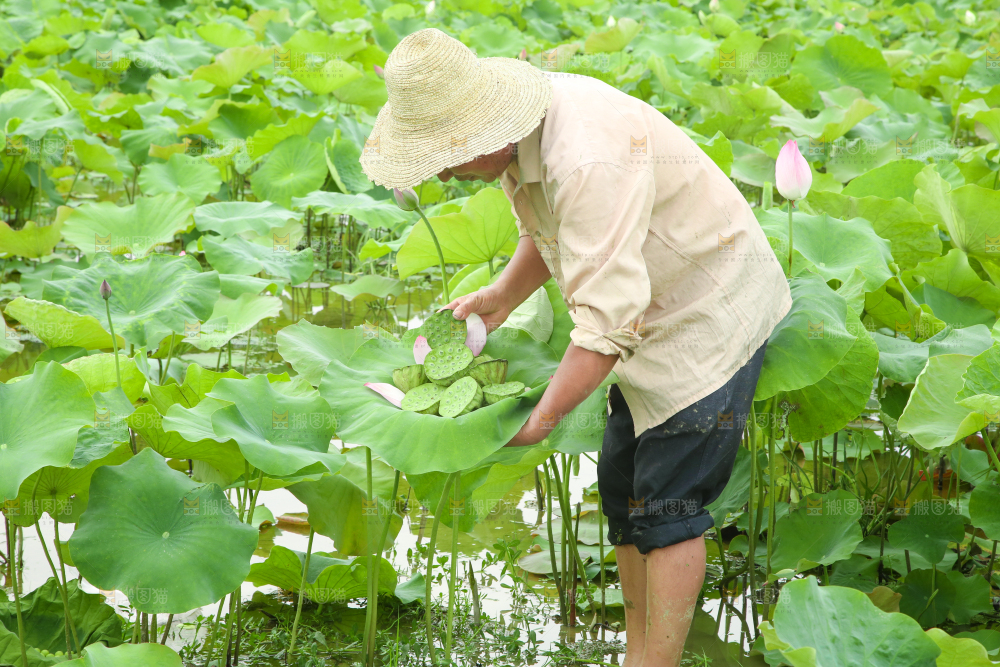 农民正在采摘莲蓬