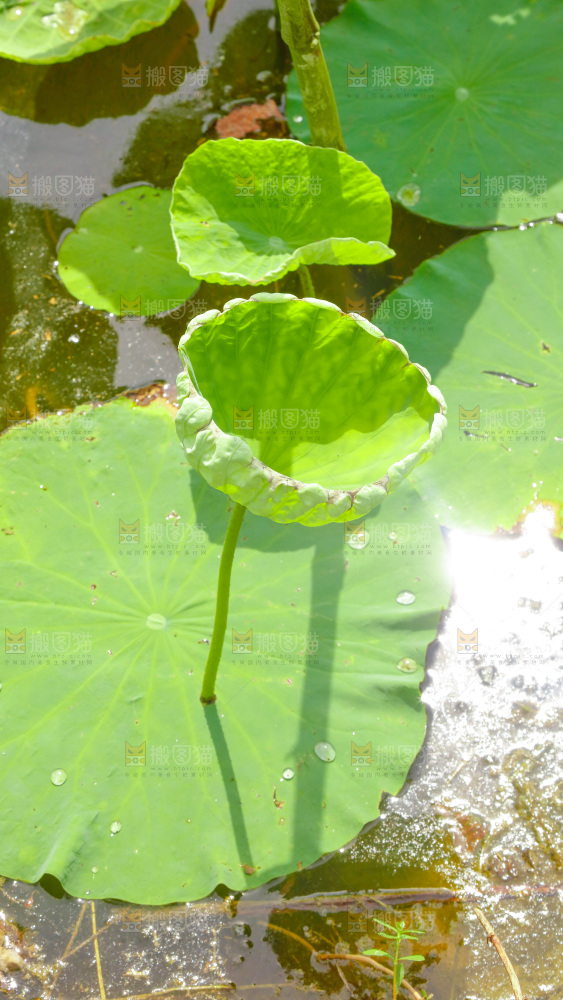 池塘里的荷花叶