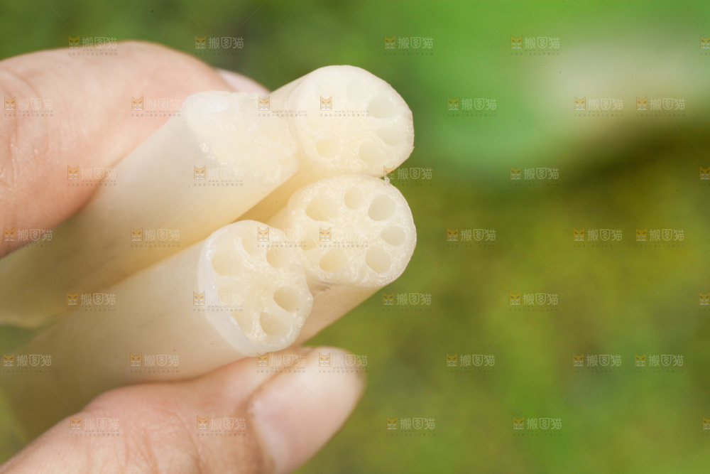 手里拿着新鲜藕带