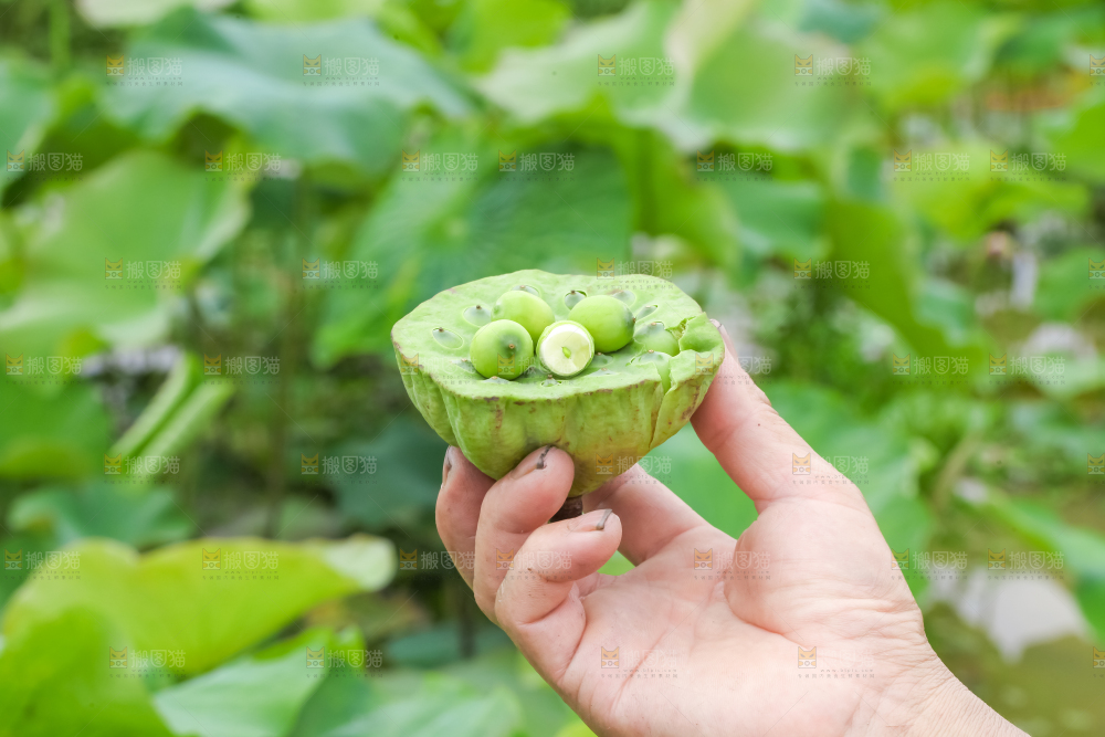 手里拿着莲子