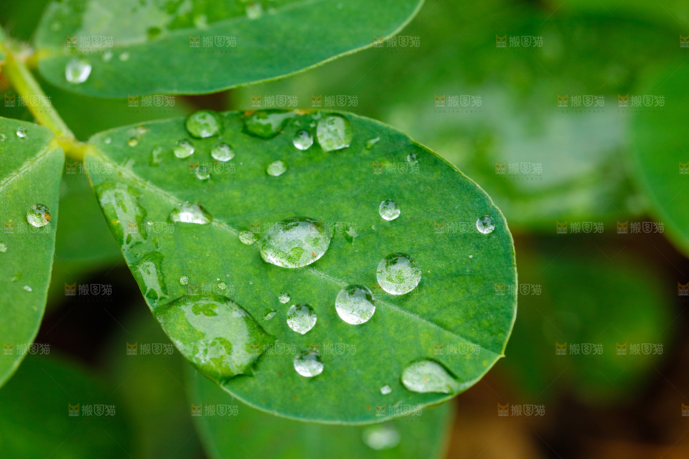 绿叶上的水珠