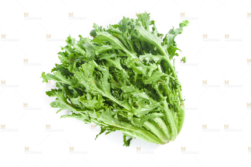白底上摆放着苦菊