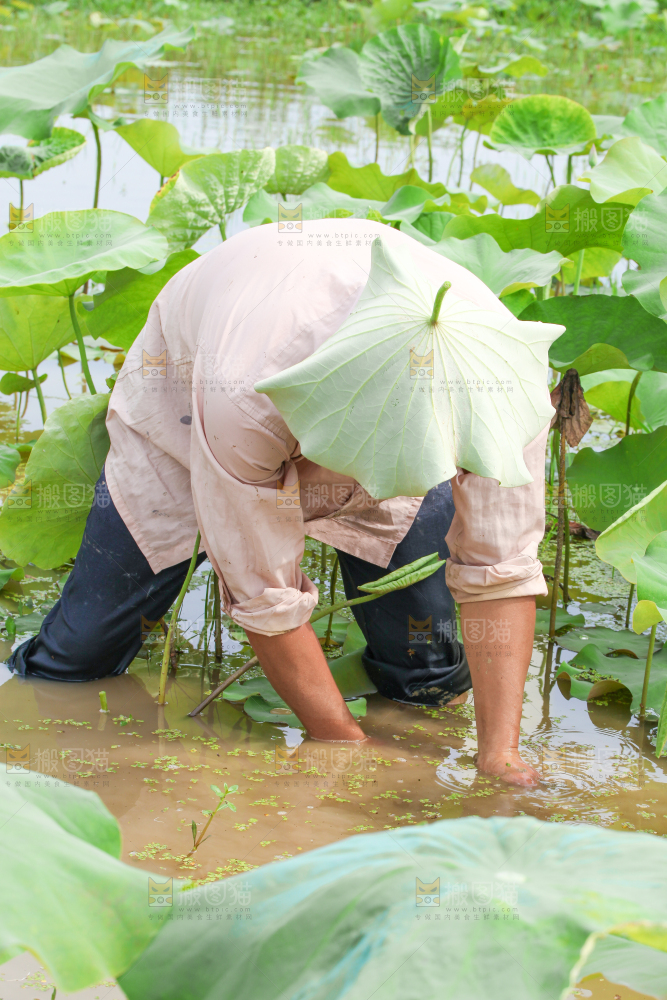 农民正在采摘藕带