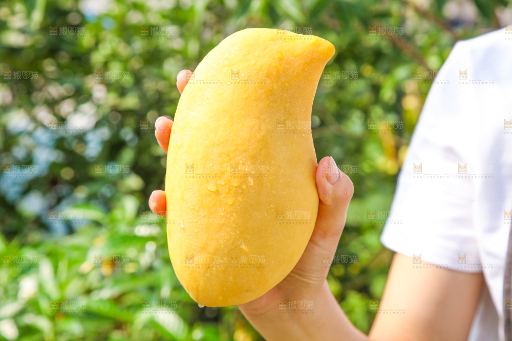 手里拿着象牙芒
